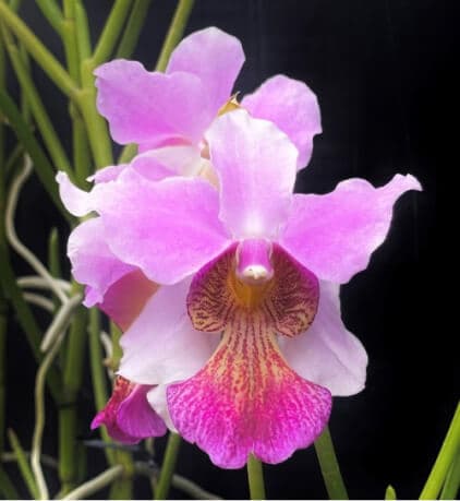 Papilionanthe.jpg